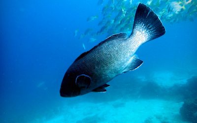Tracking tuna for a sustainable fishery in Galapagos